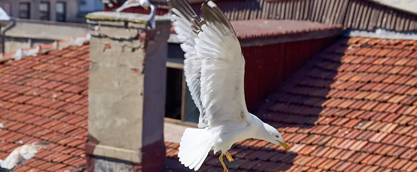 Residential Chimney Animal Removal Solution in Wright, FL