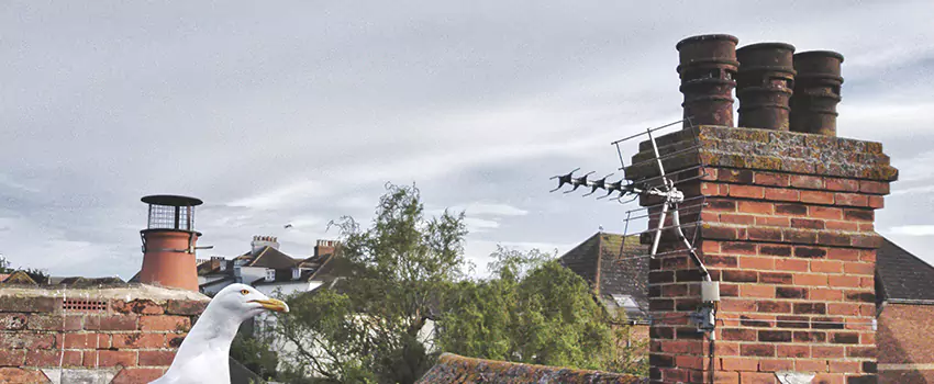 Chimney Cleaning And Restoration in Wright, Florida